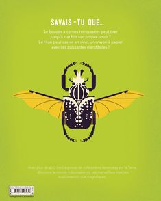 Scarabées et autres coléoptères - Owen Davey